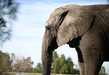 Difundieron los motivos de la muerte de Kenya, la elefanta que fue trasladada desde Mendoza a Brasil