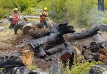 El Gobierno Nacional reforzó medidas para prevenir incendios en parques de la Patagonia