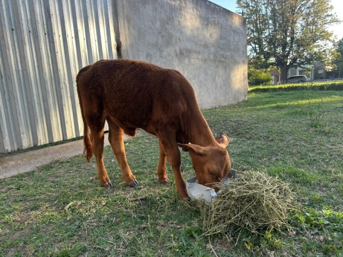 Indignación en un pueblo de Córdoba: carnearon a un ternero que era la mascota de un colegio primario
