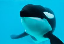 Murió Kshamenk, la orca que fue rescatada en 1992 por Mundo Marino y vivió 33 años en cautiverio
