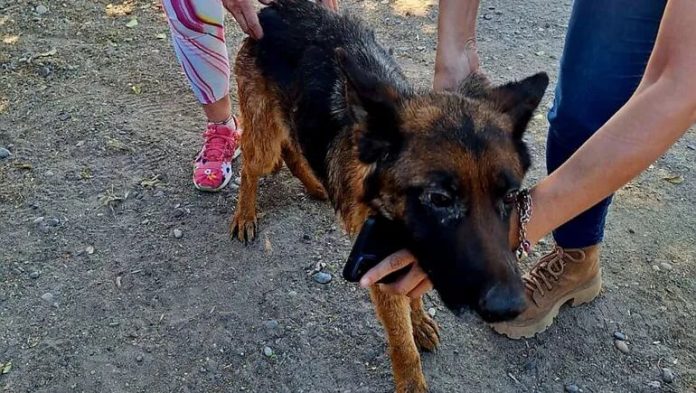 Atropellaron a un perro en Villa La Angostura y, en lugar de ayudarlo, lo arrojaron herido por un barranco