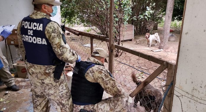 Rescataron más de 80 perros en estado de desnutrición que estaban encerrados en una casa de Córdoba