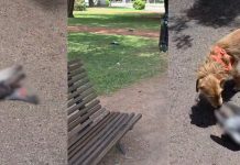 Aparecieron muertas varias palomas en un parque de Rosario e investigan qué sucedió con ellas