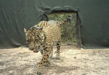 Denunciaron la desaparición de Acaí, la yaguareté silvestre que había sido liberada en El Impenetrable de Chaco