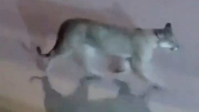 Valeria del Mar: grabaron a un puma suelto caminando por la calle cerca de un balneario