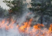 El incendio forestal en el Parque Nacional Los Alerces ya arrasó con más de 270 hectáreas de gran valor ecológico