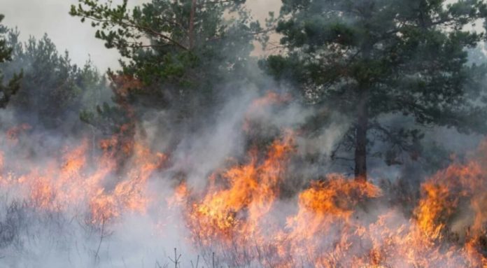 El incendio forestal en el Parque Nacional Los Alerces ya arrasó con más de 270 hectáreas de gran valor ecológico